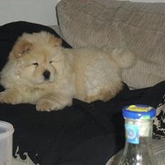 Chow chow Gaia