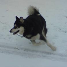 Alaskan malamute Diesel