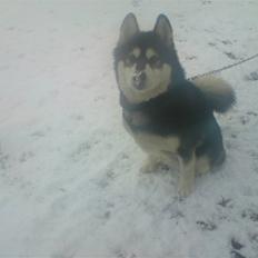Alaskan malamute Diesel
