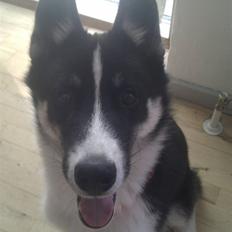 Siberian husky  A'Tebs Siberian Ice Vuk 