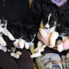 Siberian husky  A'Tebs Siberian Ice Vuk 