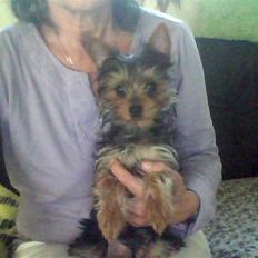 Yorkshire terrier ninette- charme