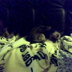 Yorkshire terrier ninette- charme