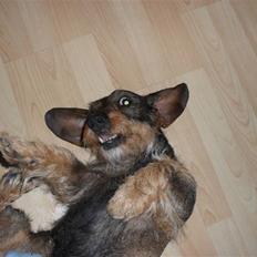 Gravhund Holmes Bakke Bimse