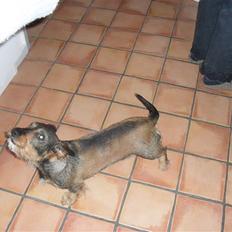 Gravhund Holmes Bakke Bimse