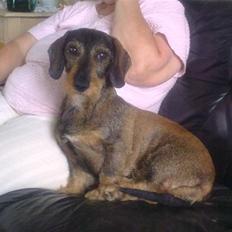 Gravhund Holmes Bakke Bimse