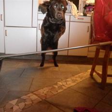 Labrador retriever Østrupgaards Siska