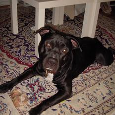 Blanding af racer kessler R.I.P.