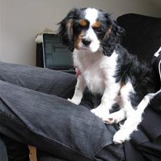 Cavalier king charles spaniel Milo 