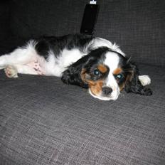 Cavalier king charles spaniel Milo 