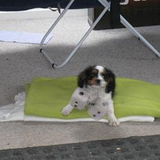 Cavalier king charles spaniel Milo 