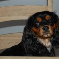 Cavalier king charles spaniel Lulu