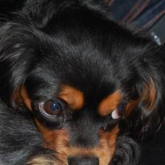 Cavalier king charles spaniel Lulu