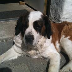Sankt bernhardshund Molly