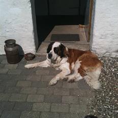 Sankt bernhardshund Molly