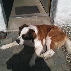Sankt bernhardshund Molly