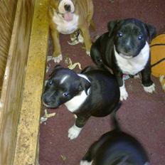 Staffordshire bull terrier Tøsen 