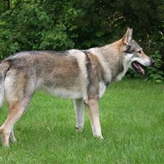 Tjekkoslovakisk ulvehund Cember