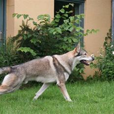 Tjekkoslovakisk ulvehund Cember