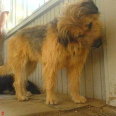 Blanding af racer Stald-Brønnums Lucky