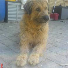 Blanding af racer Stald-Brønnums Lucky