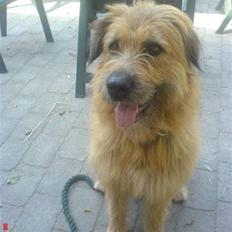 Blanding af racer Stald-Brønnums Lucky