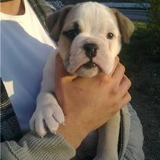 Olde english bulldogge Tjalfe