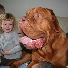 Dogue de bordeaux Pumba