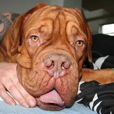 Dogue de bordeaux Pumba