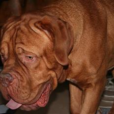 Dogue de bordeaux Pumba