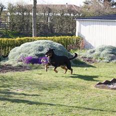 Blanding af racer Samson 