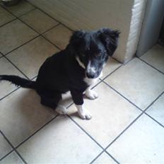 Blanding af racer Mille