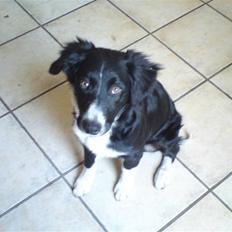 Blanding af racer Mille