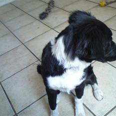 Blanding af racer Mille