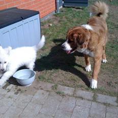 Hvid schæfer Touran