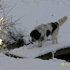 Blanding af racer Easy (Bassen!)