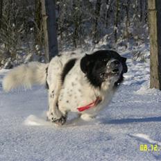 Blanding af racer Easy (Bassen!)