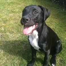 Blanding af racer Brutus