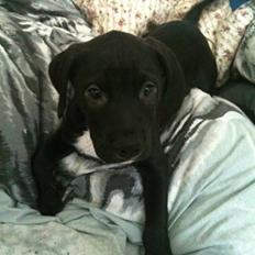 Blanding af racer Brutus