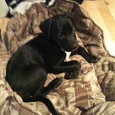 Blanding af racer Brutus