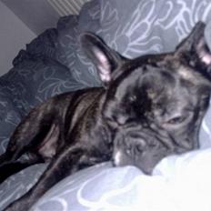 Fransk bulldog Oscar