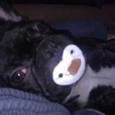 Fransk bulldog Oscar