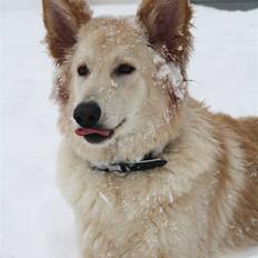 Hvid schæfer Charlie *RIP i miss you
