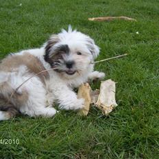 Lhasa apso Coffee