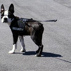 Boston terrier Malou