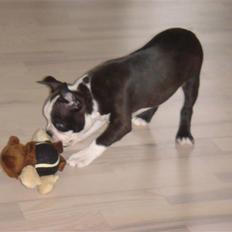 Boston terrier Malou