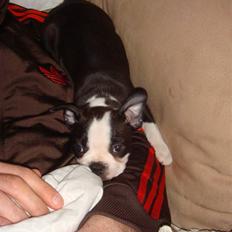 Boston terrier Malou