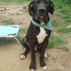 Grand danois Shakur Fanta .