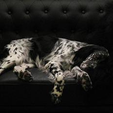 Engelsk setter Eddie