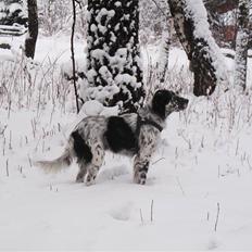 Engelsk setter Eddie